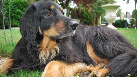 Perro de raza Hovawart