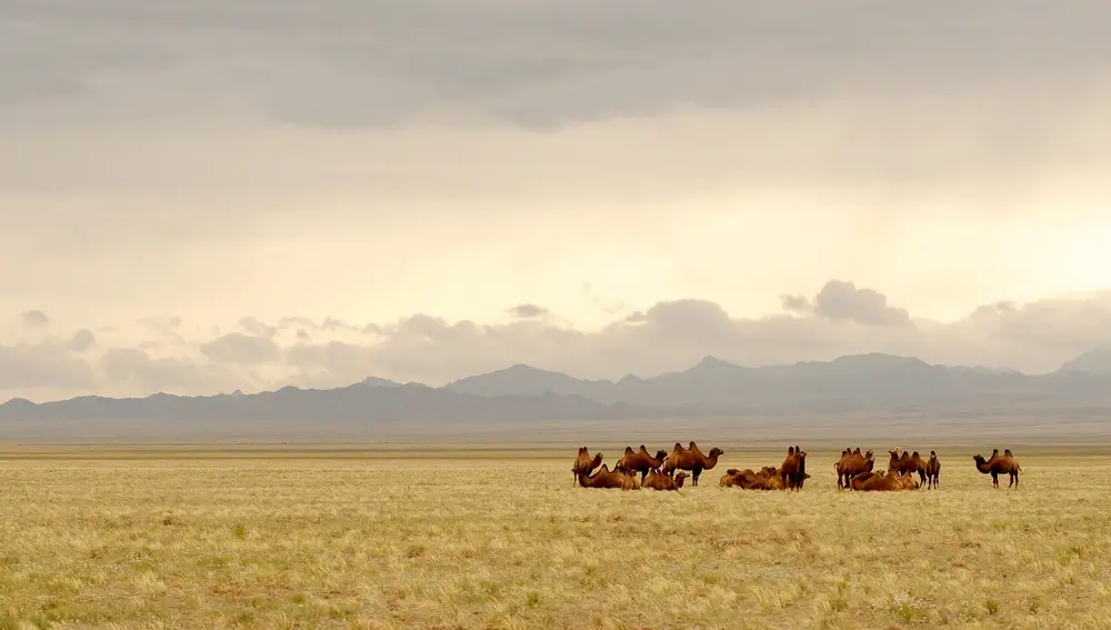Largas llanuras recorren Mongolia.