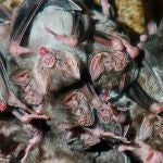 Los murcielagos evitan el contacto con otros ante las enfermedades