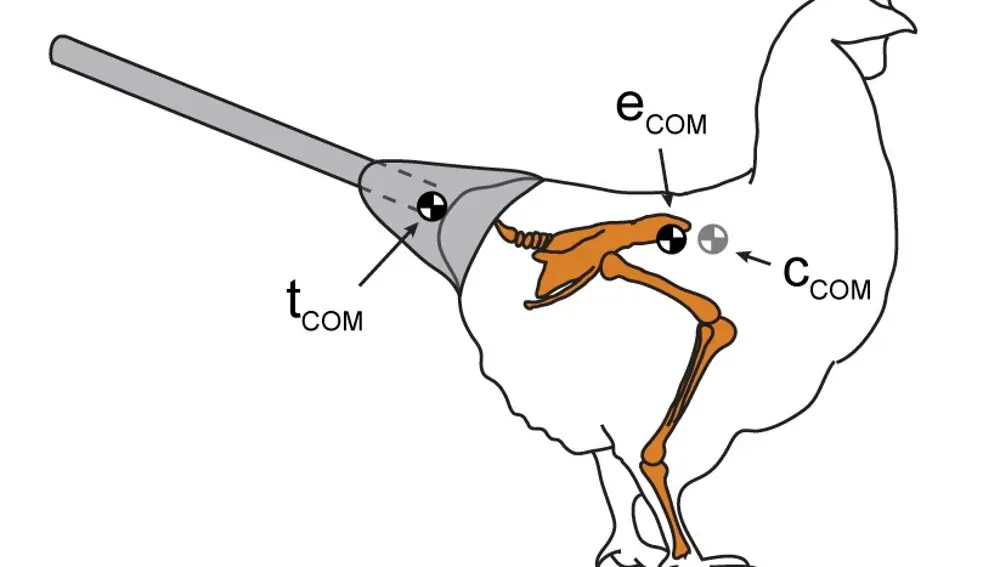Esquema del dispositivo que modifica la biomecánica del pollo en el artículo: Walking Like Dinosaurs: Chickens with Artificial Tails Provide Clues about Non-Avian Theropod Locomotion