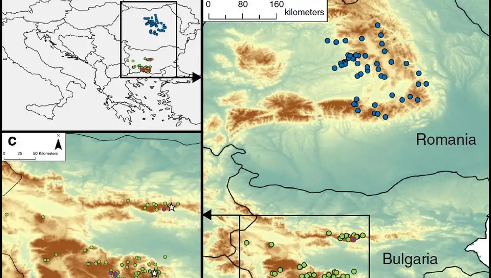 Distribución geográfica de las muestras y genotipos de varios osos. A: Mapa del sureste de Europa. B: Detalle de Rumanía y Bulgaria indicando en azul los osos genéticamente rumanos y en verde los bielorrusos. C: Detalle de Bielorrusia indicando con estrellas blancas los puntos de cría y, supuestamente, de entrega de los osos. (Mapa del artículo: Molecular evidence for historic long-distance translocations of brown bears in the Balkan region)