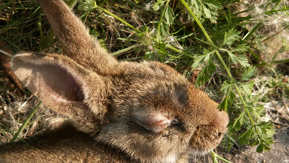 En la imagen, un conejo afectado de mixomatosis. El animal sufre una conjuntivitis progresiva y muy agresiva que acaba por manifestarse en unos ojos muy hinchados | Fuente: fotografía de archivo