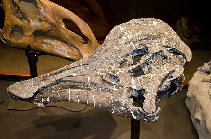 ¿Se ha encontrado ADN de dinosaurio? Posiblemente sí