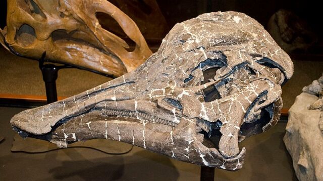 Cráneo de una cría de Hypacrosaurus stebingeri en el museo de las Rocosas en Bozeman, Montana.