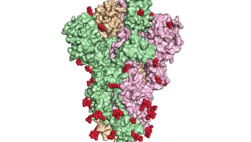 La estructura tridimensional de las espículas del SARS-CoV-2. La línea de trazos negra representa la membrana del virus, de la que sobresale la proteína. La espícula está formada por tres piezas idénticas ensambladas entre sí, y que en esta imagen están coloreadas en verde, rosa y color tostado. Las esferas rojas son hidratos de carbono que la proteína incorpora y que le ayudan a mantener su estructura y a evadir la identificación por parte del sistema inmune. La protuberancia verde que podemos ver arriba es el “garfio”, la pieza crítica que permite al virus engancharse a las células humanas.