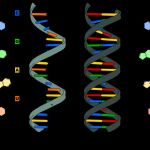 Muestra de cadena de ARN y de doble cadena del ADN