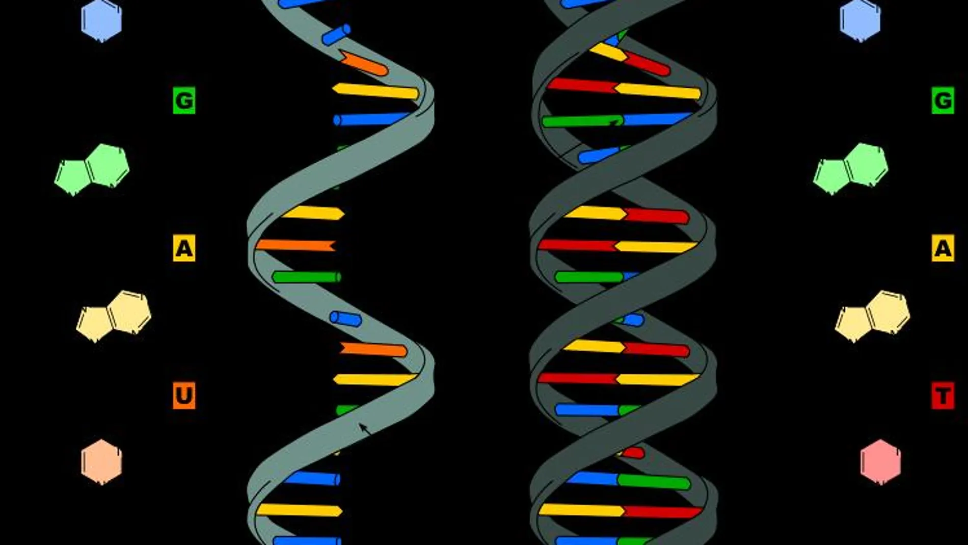 Diferencia entre el ARN y el ADN