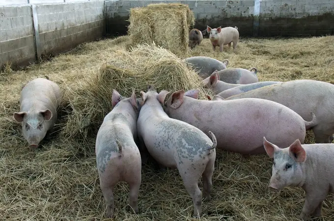 Castilla y León avanza en la mejora de la salud de los cerdos y su nutrición