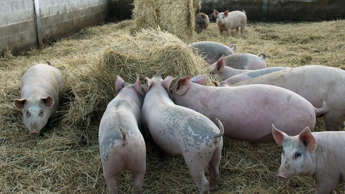 Castilla y León avanza en la mejora de la salud de los cerdos y su nutrición