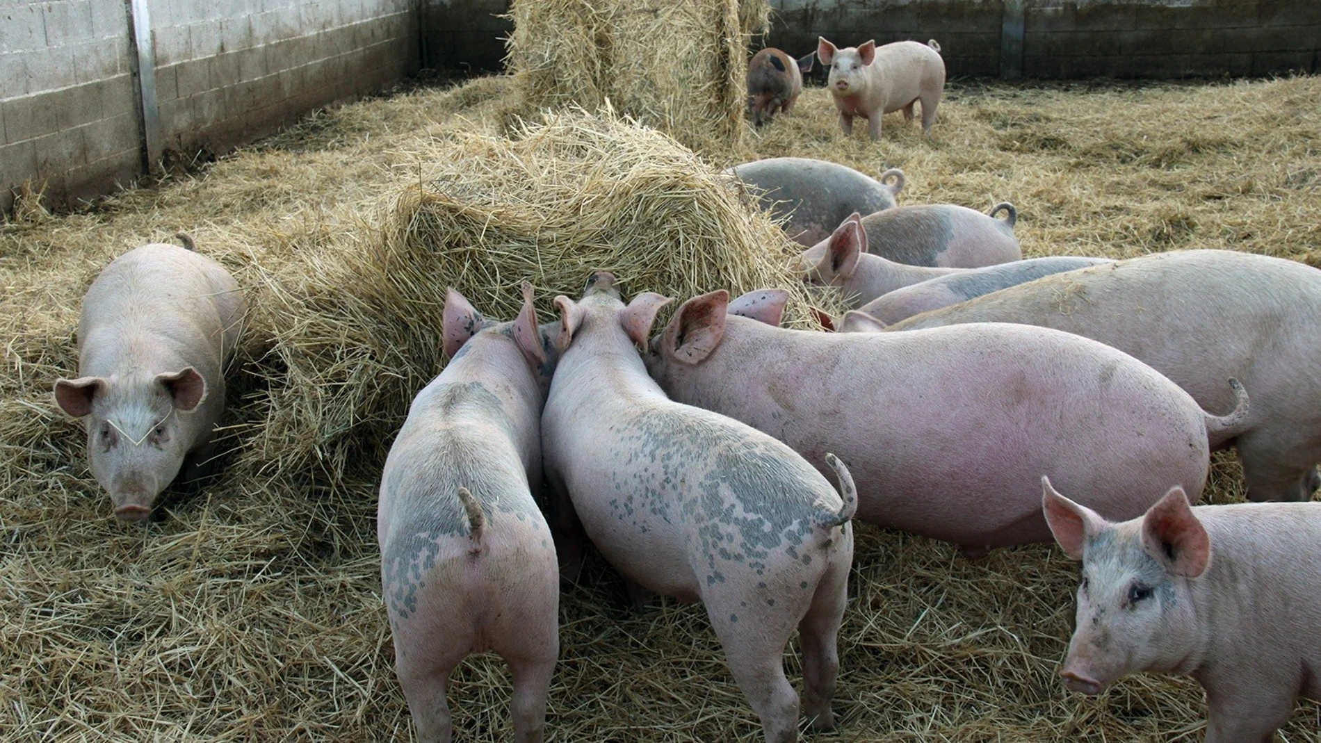 Coronavirus.- UPA advierte de que la ganadería se enfrenta a "la ruina" por el cerrojazo de la hostelería