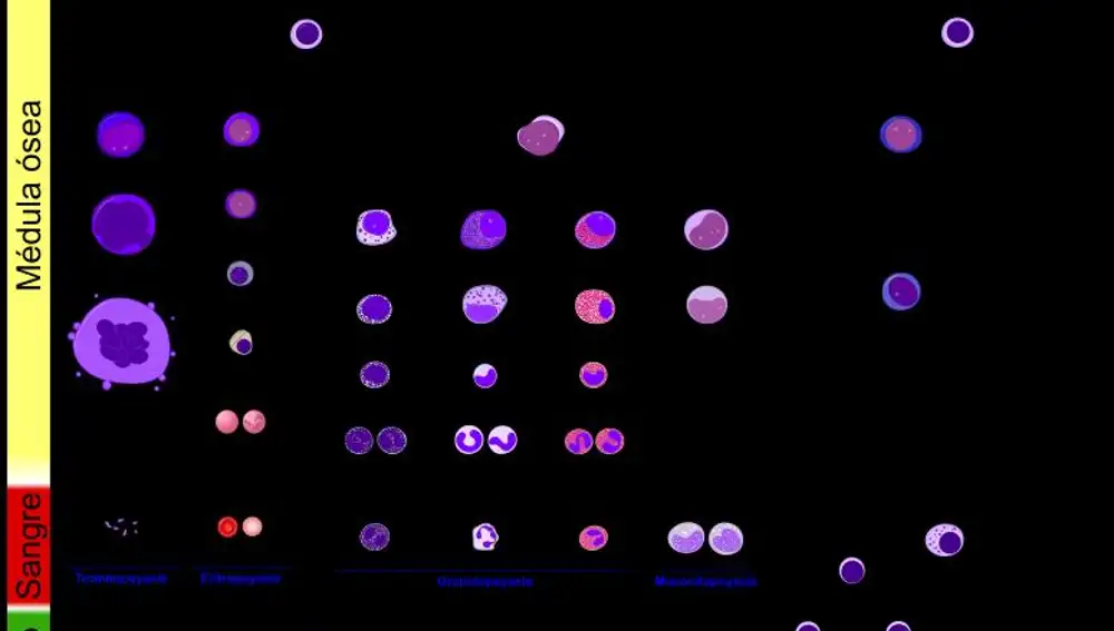 Diagrama de la hematopoyesis humana donde se muestra el desarrollo de las distintas líneas celulares hasta producir las células sanguíneas, entre ellas las del sistema inmunitario.