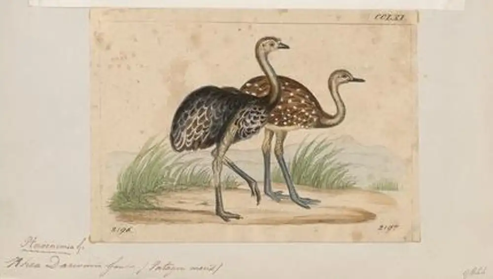 Dibujo de un macho y una hembra de ñandú de Darwin (Rhea darwinii por aquel entonces, pero ahora conocidos como Rhea pennata)