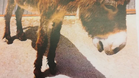 Asno maltratado en Salamanca