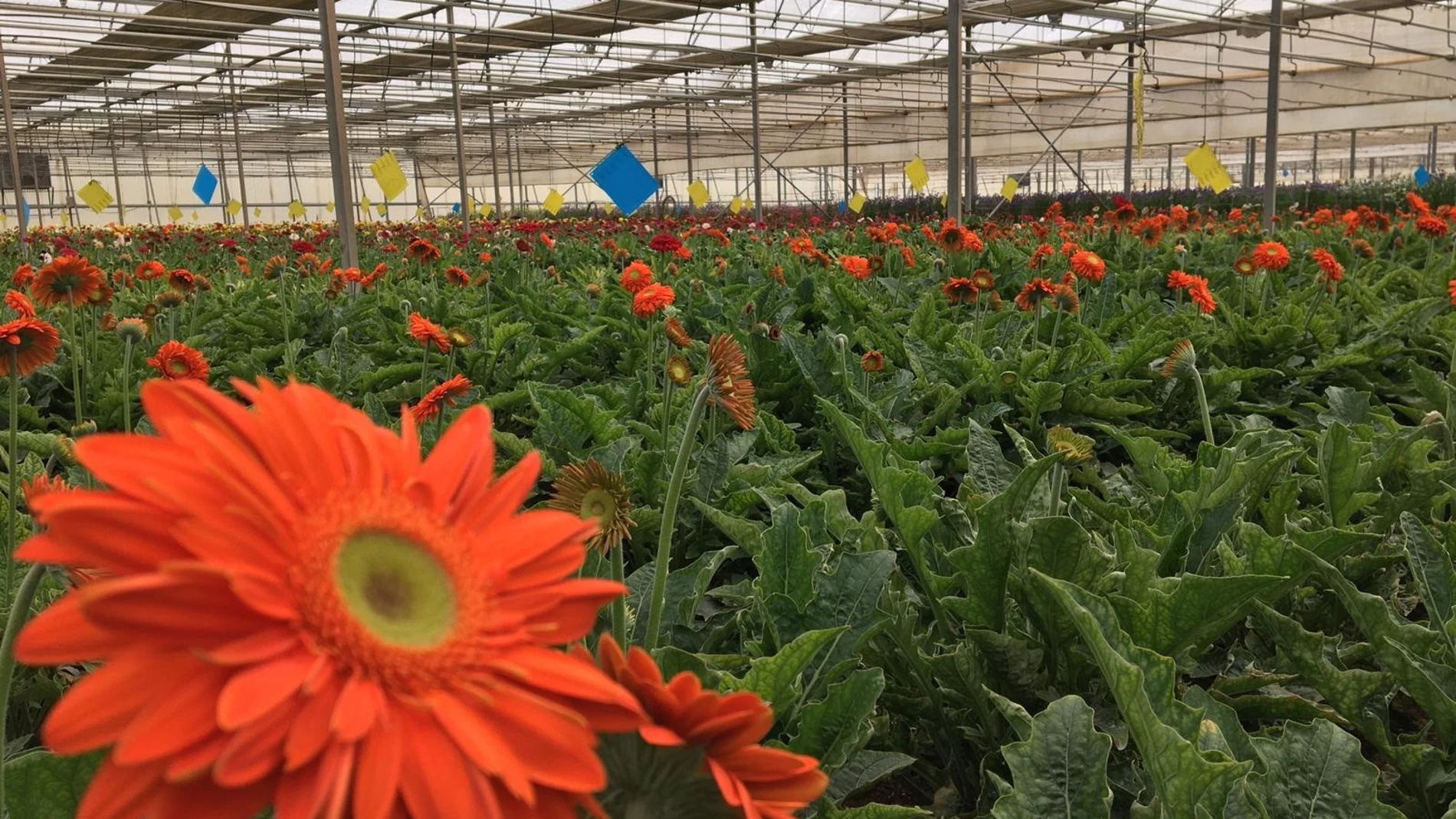 Almería.-Coronavirus.-Asaja señala las "importantes pérdidas económicas" por la anulación de pedidos de flor cortada