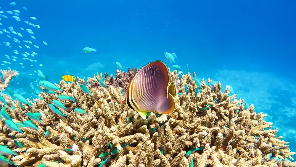 Muchos corales empiezan a blanquearse y morir debido a la acidificación del agua.