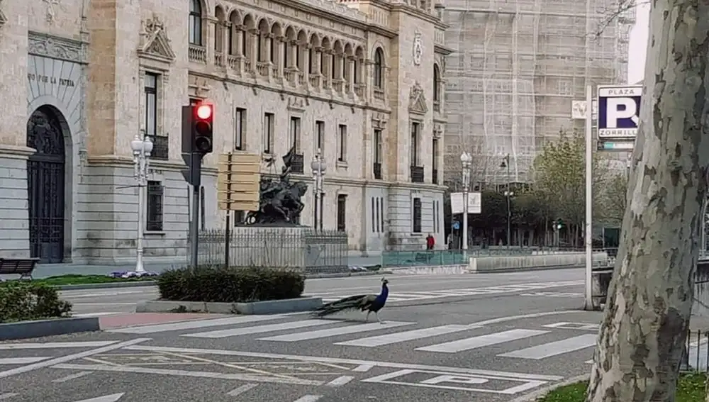 Un pavo real cruza hacia el Campo Grande frente a la Academia de Caballería de Valladolid