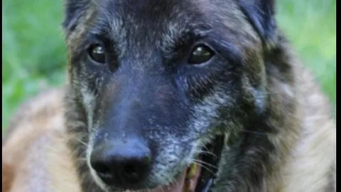 Elton, perro del Servicio Cinológico Central de la Guardia Civil