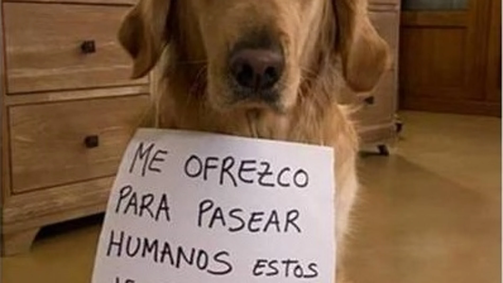 Un perro es ofrecido en alquiler por un falso criador en Coruña