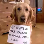 Un hombre que alquilaba sus perros a personas para justificar los paseos durante la situación de estado de alarma por la crisis del coronavirus ha recibido varias denuncias de la Guardia Civil de La Coruña.