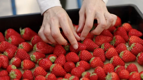 Imagen de la manipulación de fresas durante su envasado.JUNTA DE ANDALUCÍA27/03/2020