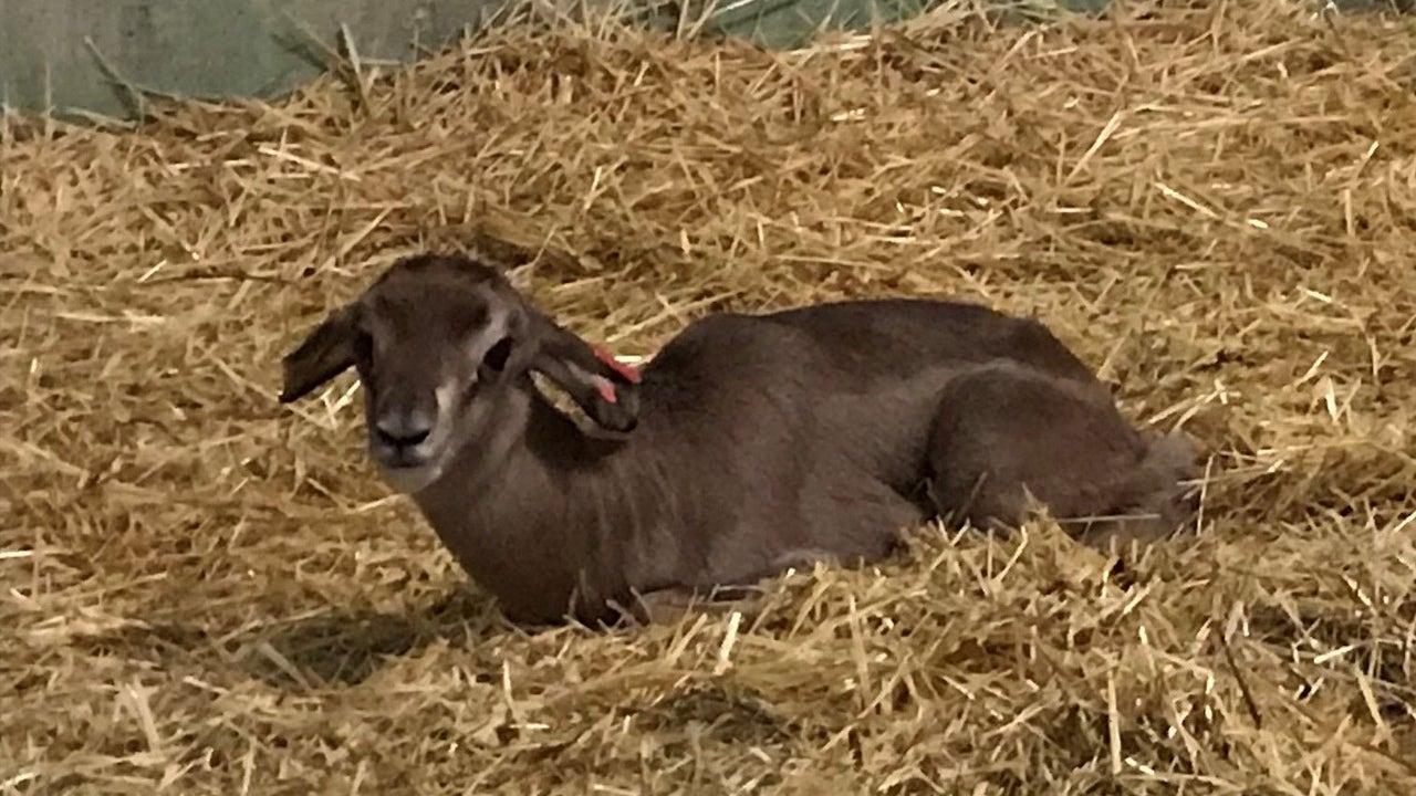 Nace una gacela en el Bioparc extinguida en su hábitat