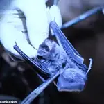 Imagen del científico manipulando un murciélago
