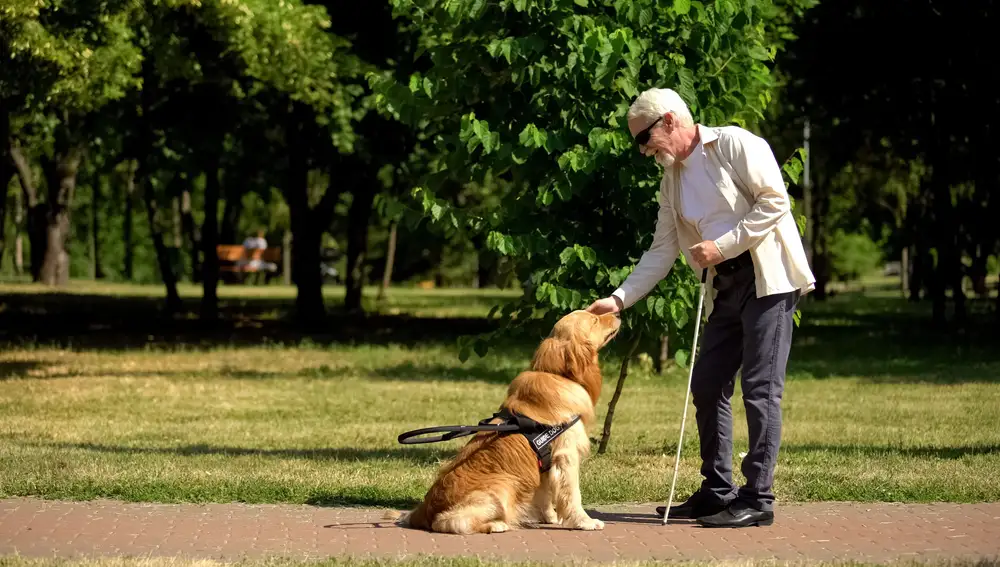 El perro guía es un perro adiestrado específicamente para ayudar a una persona ciega o con una deficiencia visual grave en sus desplazamientos, mejorando su autonomía y movilidad | Fuente: Dreamstime