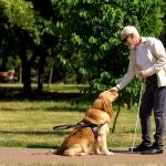 El perro guía es un perro adiestrado específicamente para ayudar a una persona ciega o con una deficiencia visual grave en sus desplazamientos, mejorando su autonomía y movilidad | Fuente: Dreamstime