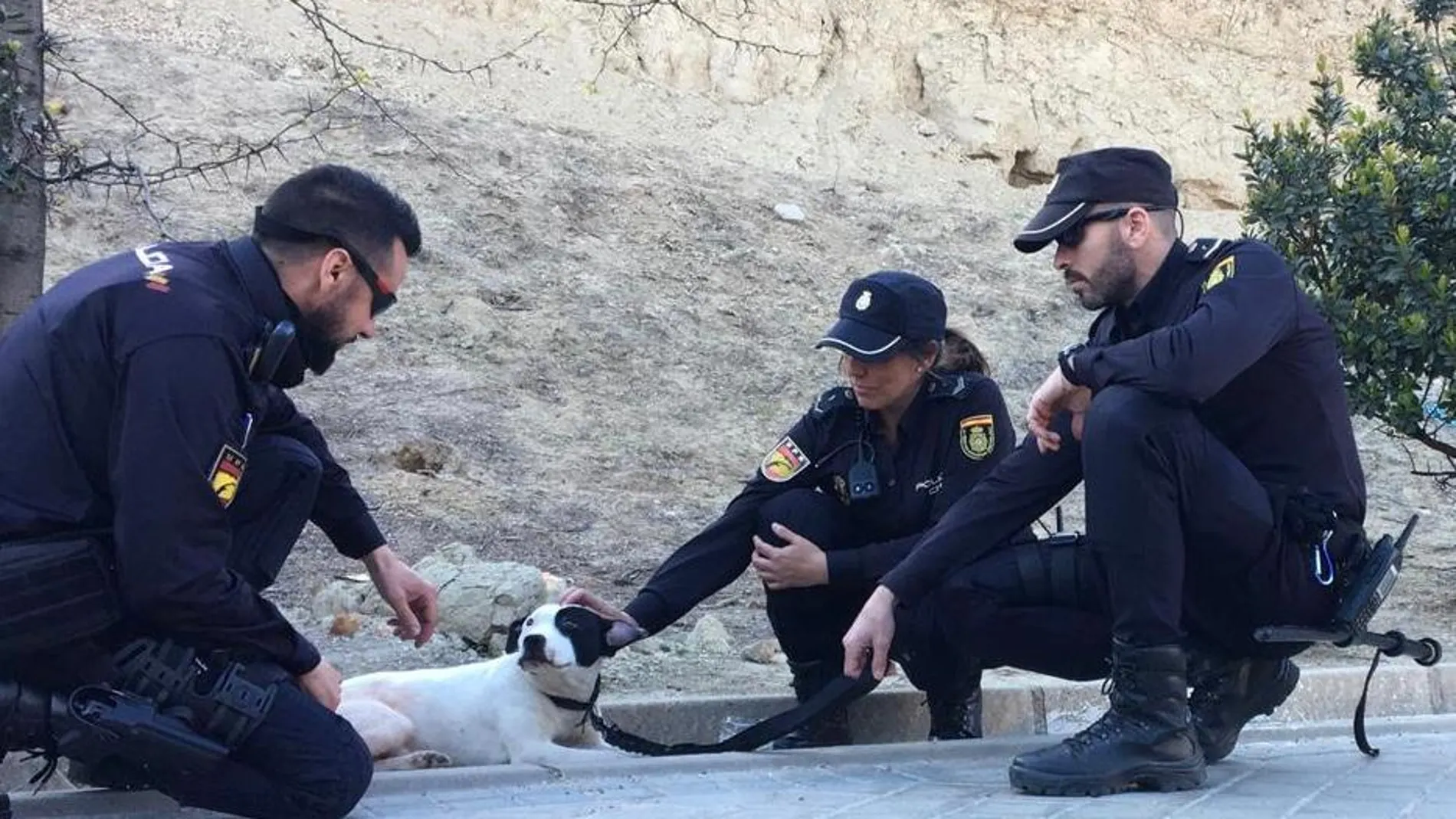 Un equipo de motos de la Policía Nacional salva a una perrita en las vías del tren en Madrid