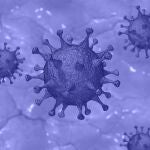 Se sabe que la replicación del virus en las células infectadas requiere receptores para el factor de crecimiento epidérmico