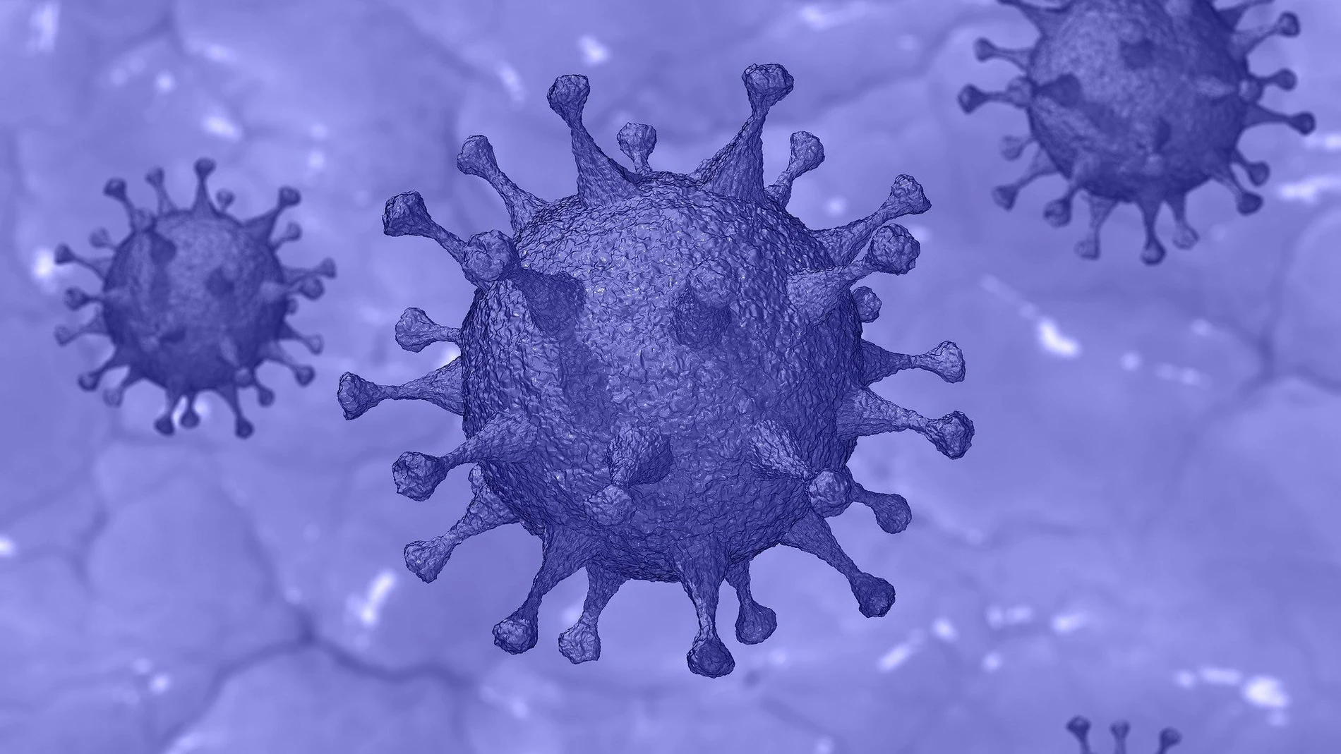 Se sabe que la replicación del virus en las células infectadas requiere receptores para el factor de crecimiento epidérmico