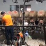Trabajadores de una empresa de la ganadería ovina ordeñan a un rebaño de ovejas