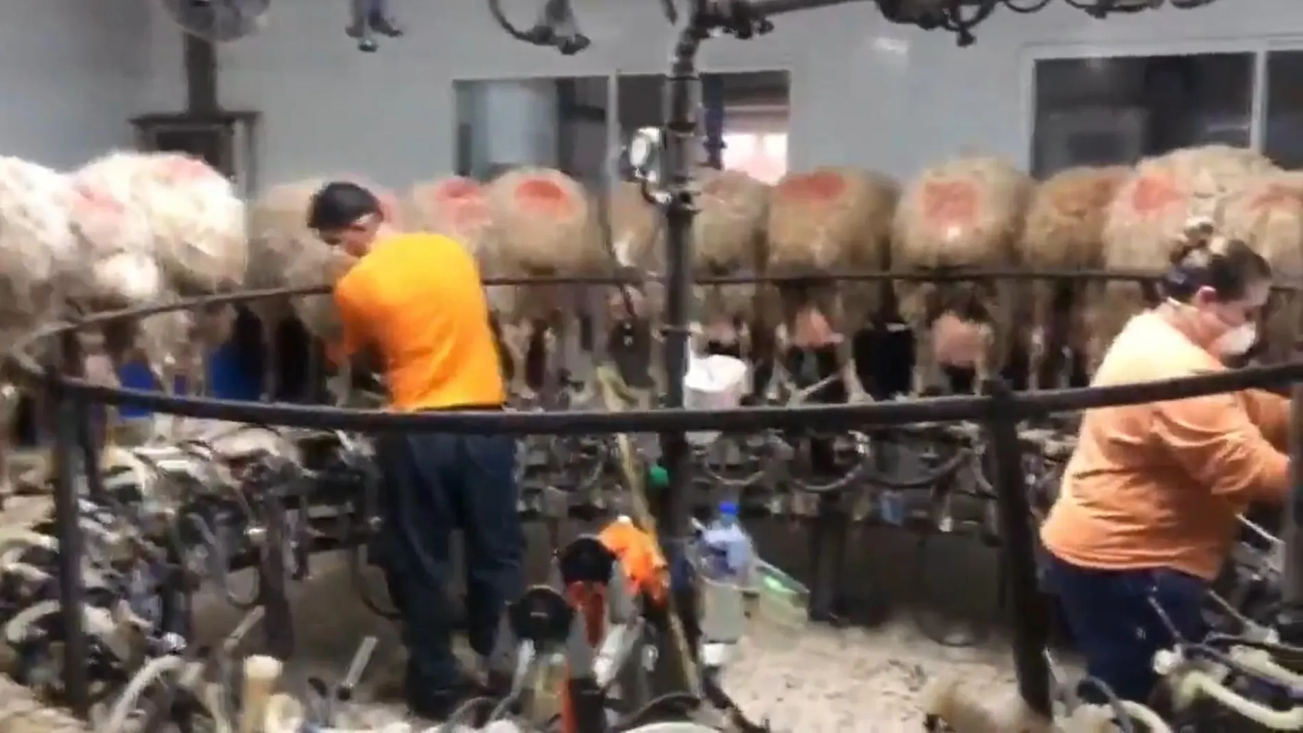 Trabajadores de una empresa de la ganadería ovina ordeñan a un rebaño de ovejas
