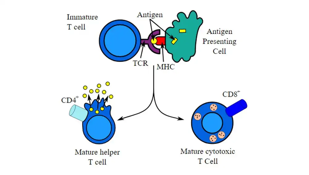 Diagrama simplificado de la maduración de los linfocitos T, volviéndose específicos contra el antígeno que los ha estimulado.
