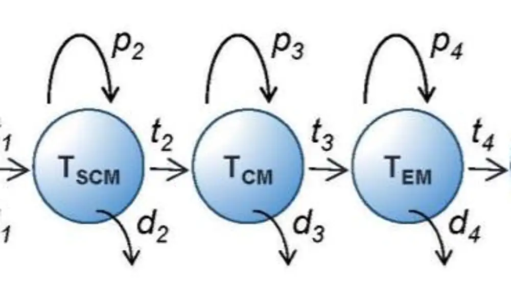 Modelo de los linfocitos T de memoria. Los círculos son poblaciones formadas por clones de los mismos linfocitos T. Cada población produce copias idénticas de los linfocitos que lo forman (p) Por otro lado, algunos sufren variaciones acumulando cambios (t) Finalmente, los linfocitos T van muriendo (d).Del artículo: &quot;Human T Cell Memory: A Dynamic View&quot;.