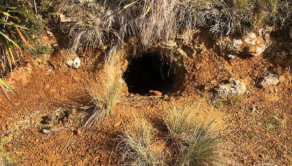 Madriguera de un uómbat en el valle de Belvoir (Tasmania)