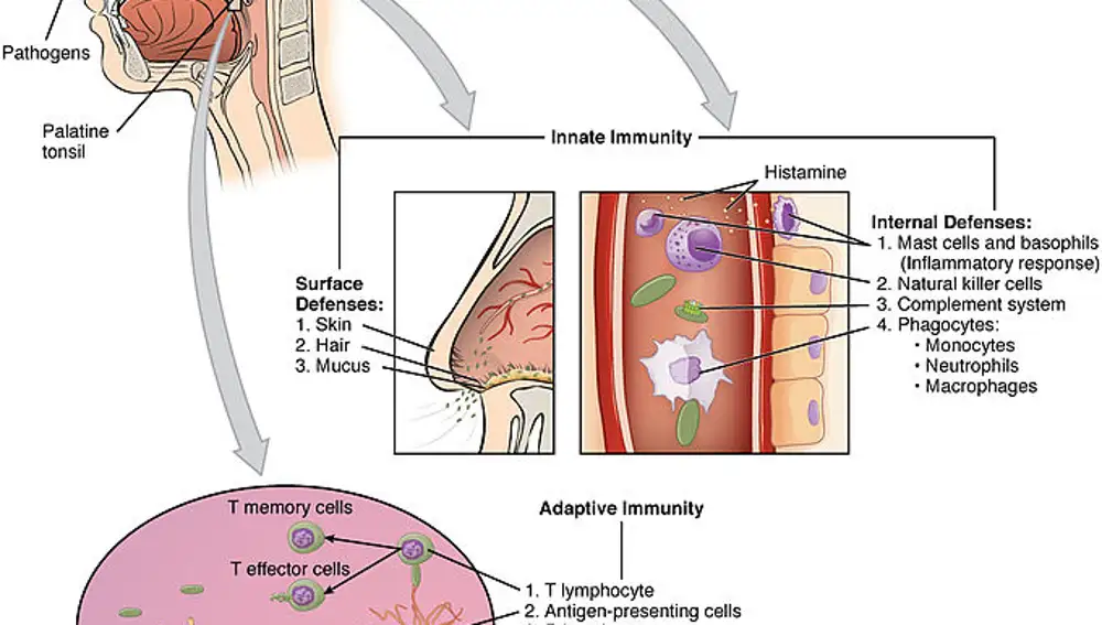 Diagrama simplificado de las barreras inmunitarias, la inmunidad innata y la adquirida.