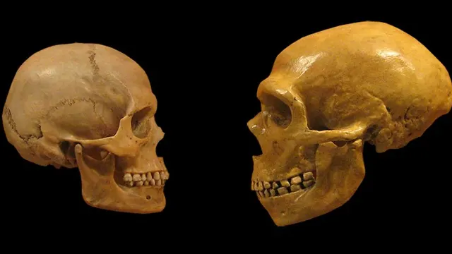 Comparativa de los cráneos de un neanderthal y un humano moderno en el Cleveland Museum of Natural History