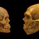 Comparativa de los cráneos de un neanderthal y un humano moderno en el Cleveland Museum of Natural History