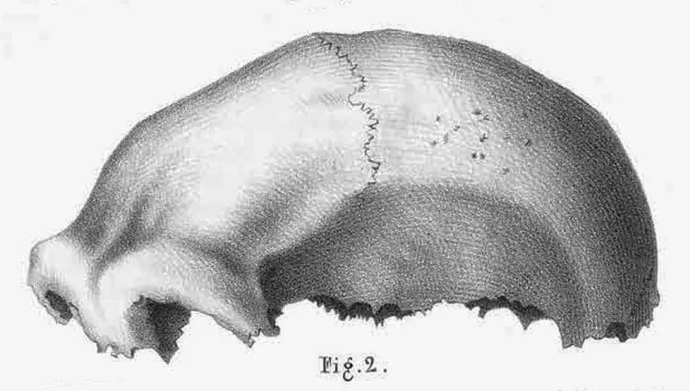Calota del holotipo de Homo neanderthalensis (Neanderthal-1)