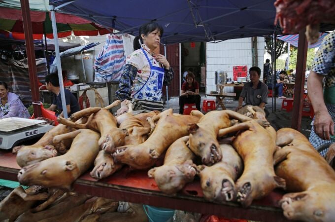 Una decena de perros se amontonan en un mercado tradicional asiático