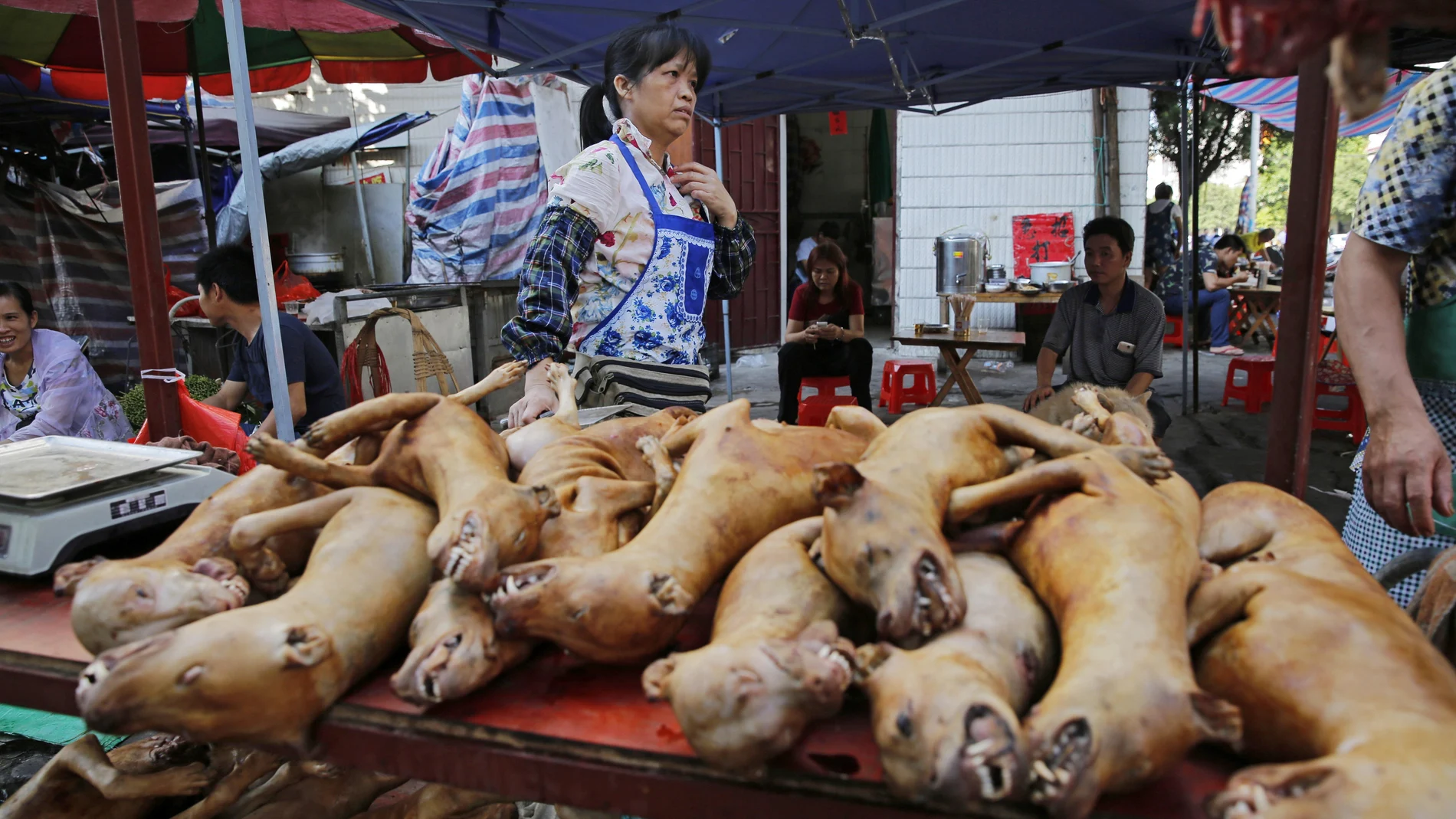 Una decena de perros se amontonan en un mercado tradicional asiático
