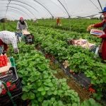 Trabajadoras de origen marroquí recogen fresas en una finca ubicada en Cartaya (Huelva)