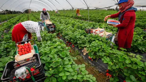 Trabajadoras de origen marroquí recogiendo hoy fresas en una finca ubicada en Cartaya (Huelva)