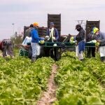 Trabajos agrícolas durante el coronavirus en Murcia