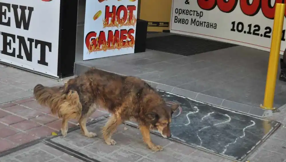 Un perro callejero de Bulgaria deambula por las calles de Sofía