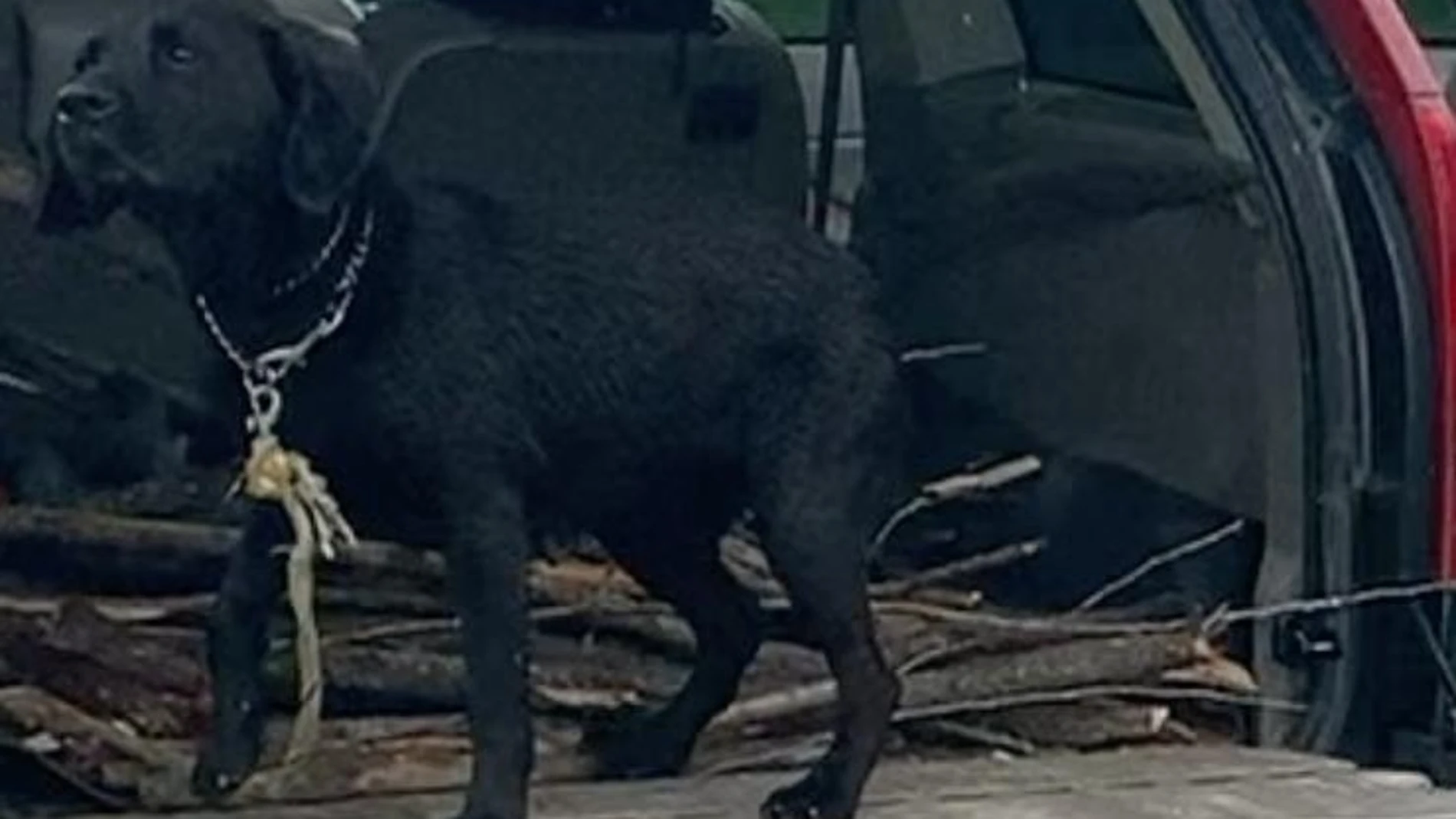 Labradora que las organizaciones animalistas quieren quitarle al dueño que arrastró y mató a su perro / Protectora Las Brujas de El Molar
