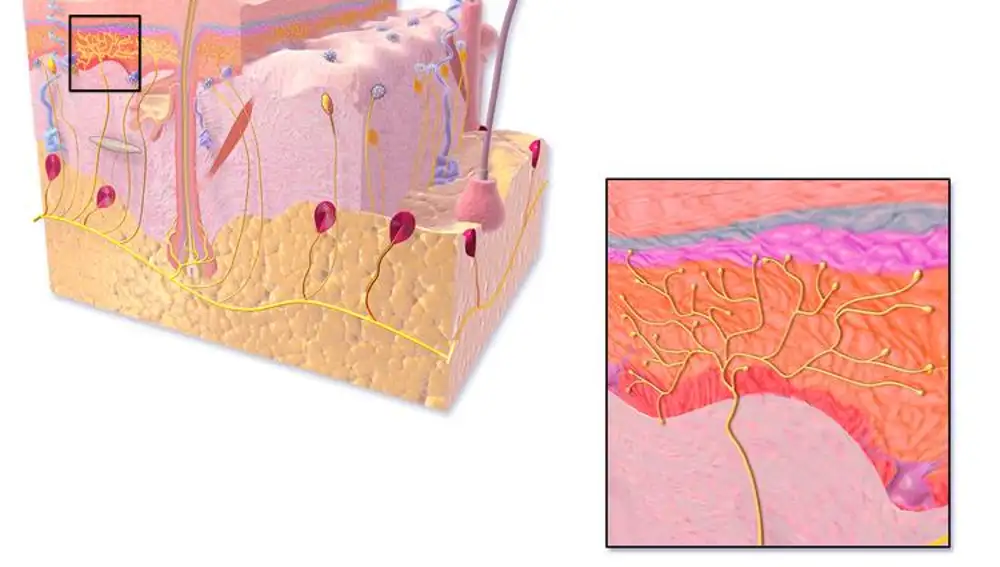 Representación tridimensional de una sección de piel mostrando la ampliación de una terminación nerviosa libre
