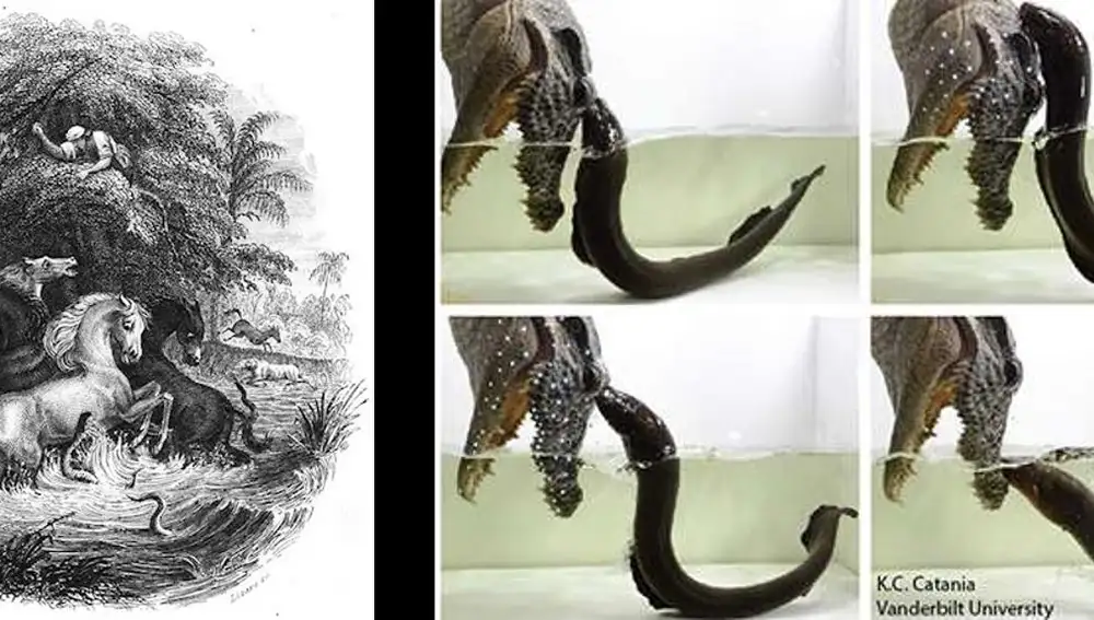 De izquierda a derecha: grabado de los caballos de Humboldt siendo atacados por anguilas eléctricas (Robert H. Schomburgk) e imágenes del artículo de Kenneth C. Catania.