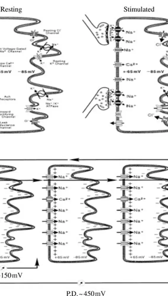 Organización de la membrana de un electrocito de Electrophorus electricus. Del artículo: &quot;The case for sequencing the genome of the electric eel Electrophorus electricus&quot;.